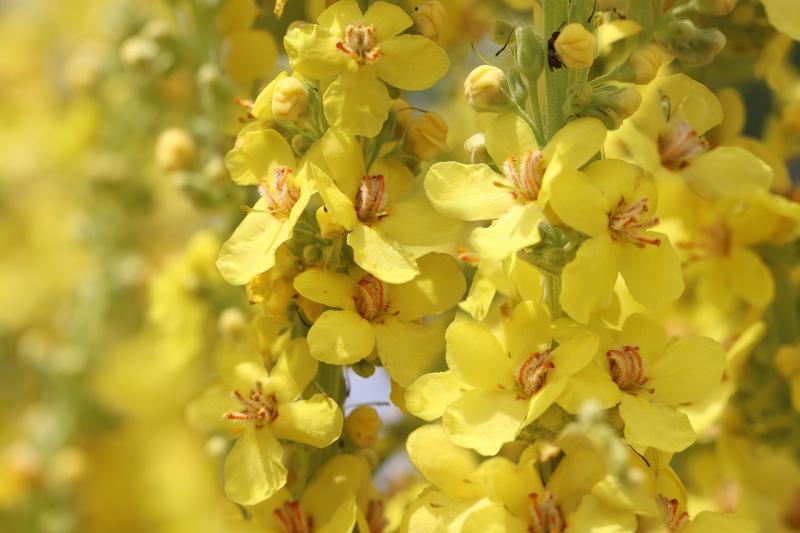 Summer flowers