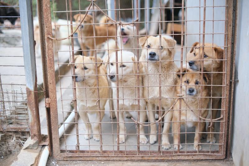 ISPCA calls for support of 'heartbreaking' situation for vulnerable animals 