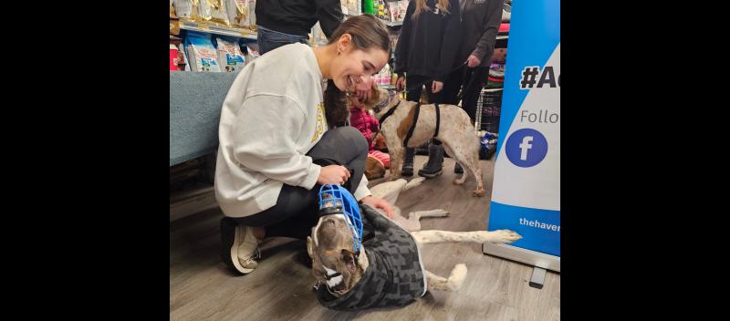 Puppy Love: Tipperary's Haven Rescue host dog  adoption day