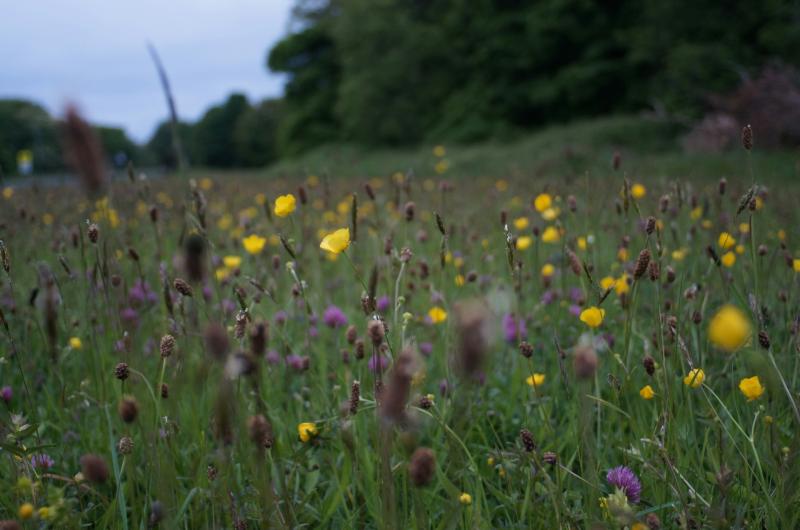 Tipperary County Council introduce new biodiversity officer