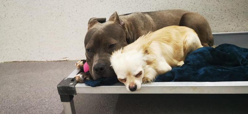 Two dogs left abandoned in Limerick apartment after occupant moves out