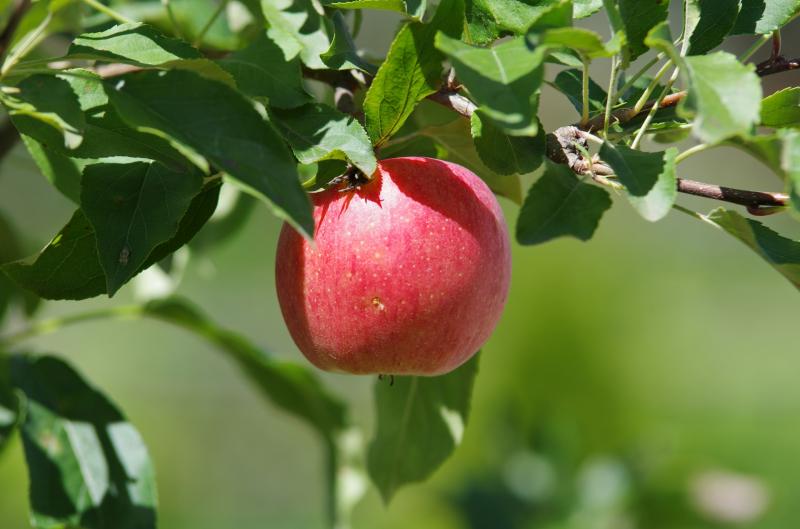 Tipperary eco-village to host community apple festival