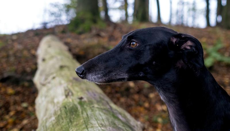 Tipperary Supporters Club set to host special night at the dogs