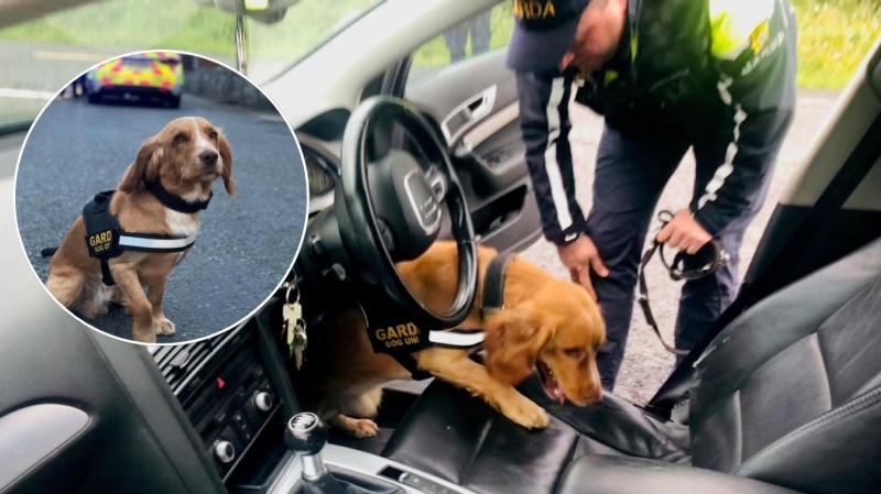 Paw and Order! Latest garda recruit helps sniff out suspected drug drivers at checkpoint