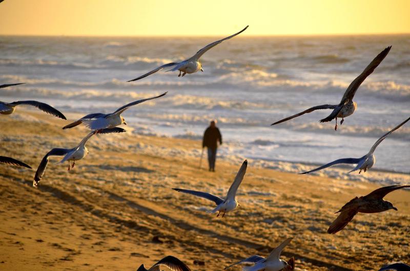 'Do not touch': Caution urged as dead wild sea birds wash up at several Irish beaches