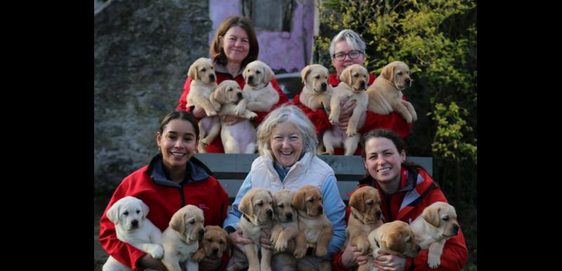 Tipperary labradors give birth to 15-pup 'Superhero' litter