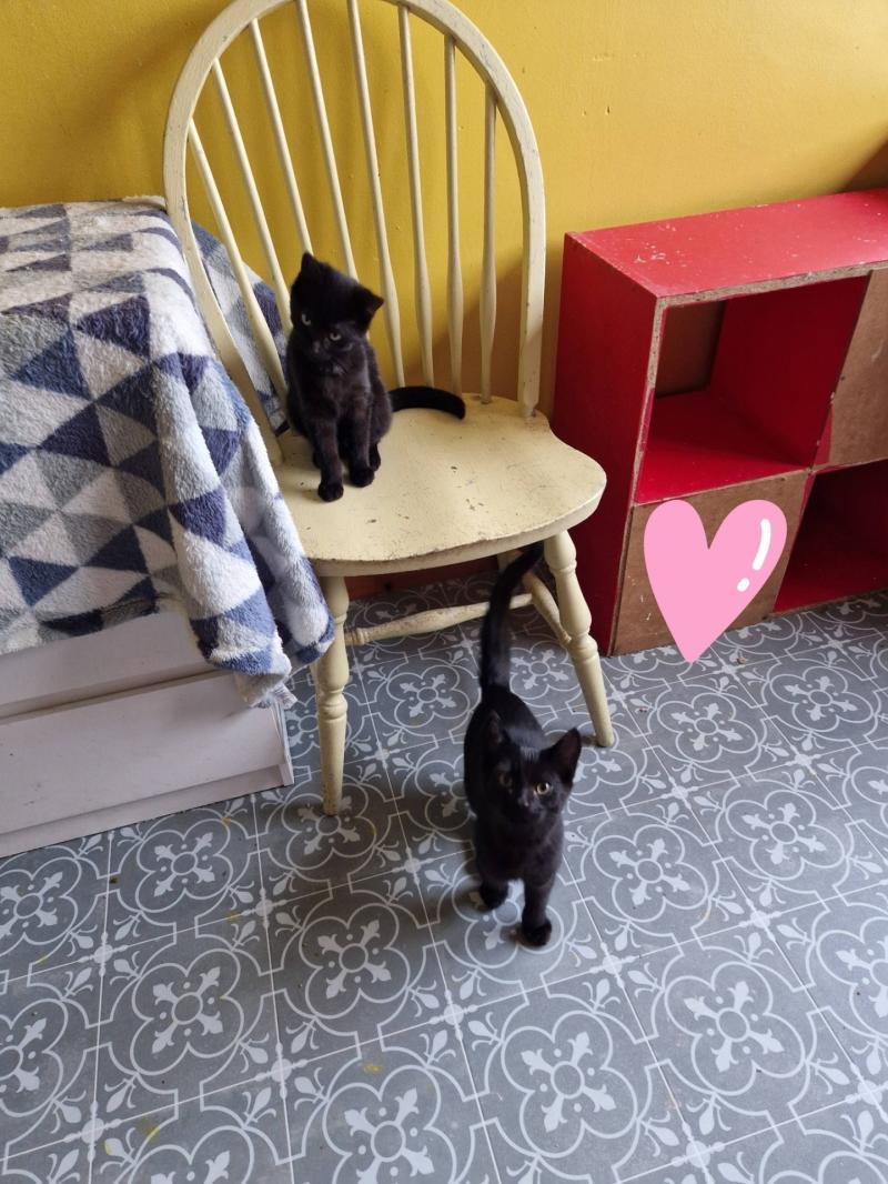 Animal organisation makes appeal to find forever homes for two kittens in Tipperary