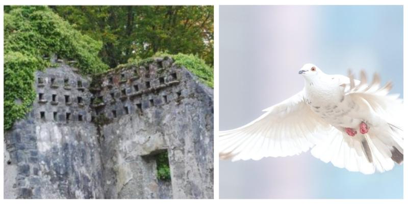 Talk to explore medieval dovecotes and pigeon houses across Tipperary and Galway