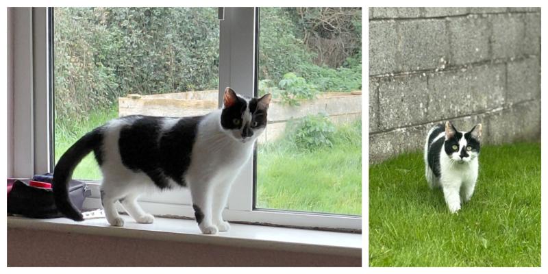 LIVE: Tipperary family appeals for information regarding whereabouts of missing cat
