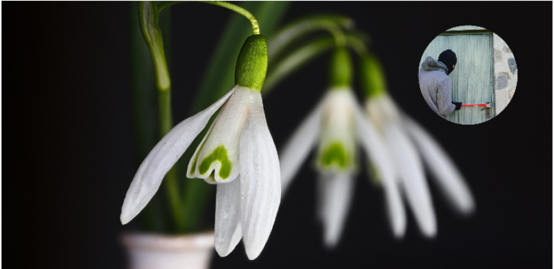 SHOCKING! Flowers planted by council stolen from roadside in Tipperary