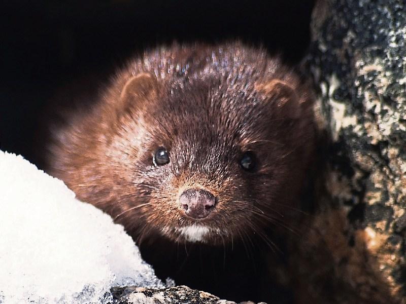 Tipperary TD follows up call for mink tail bounty with appeal for funding to cull predator