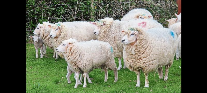 Nenagh gardaí seize a number of dogs suspected of worrying sheep near Roscrea