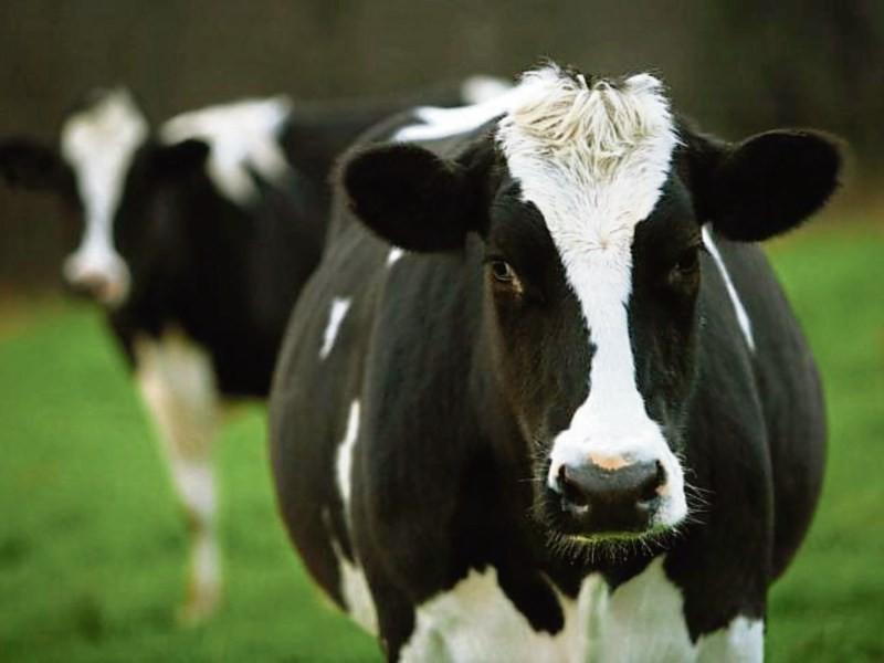 Tipperary's Glanbia members to get 44cpl for January milk