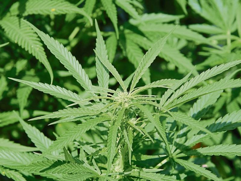 Nenagh man who turned his home into a cannabis growhouse is jailed for 18 months