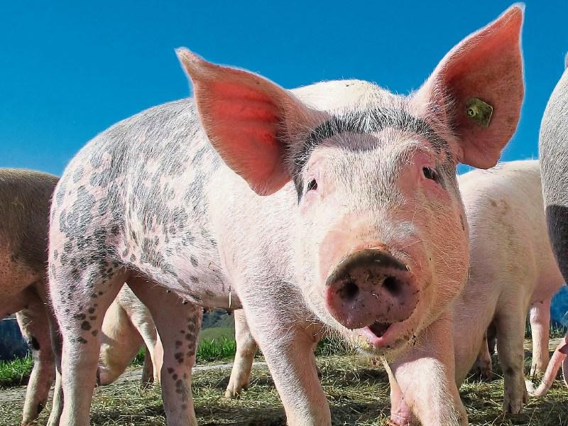 Tipperary TD to raise challenges facing farming at Dáil committee meeting