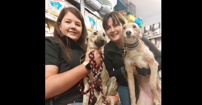 ‘Come meet our doggies,’ as The Haven Rescue host adoption day
