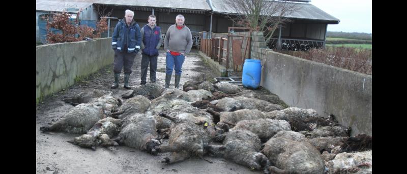 Lorrha sheepkill is described as &ldquo;like something out of a horror film&rdquo;