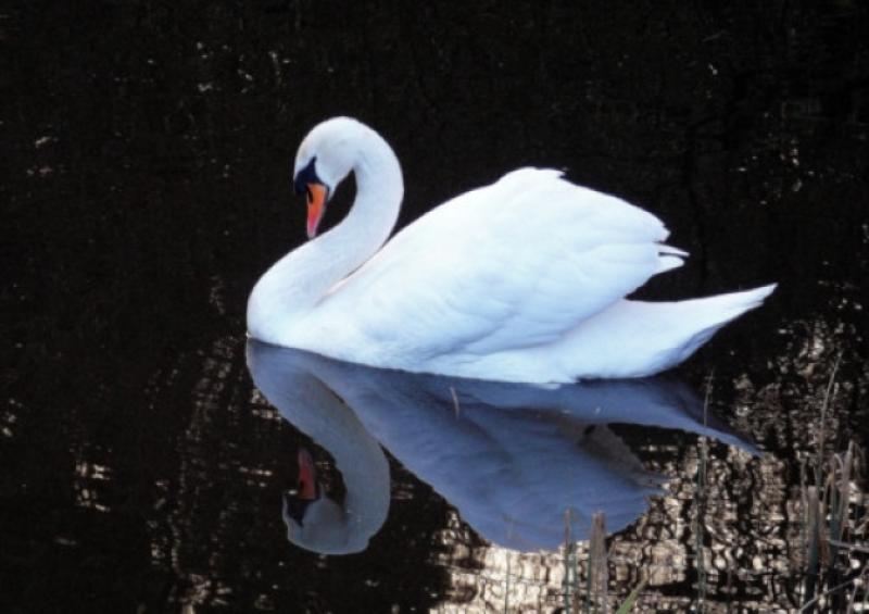 Former Nenagh farm leader questions bog project following swan shooting court case