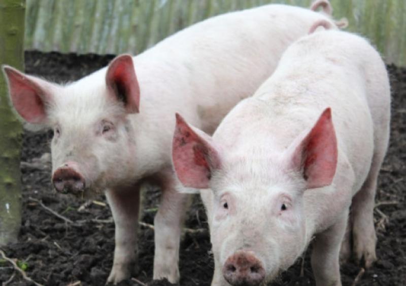 IFA is asking importers of pig meat to support Bord Bia Quality Assured farms by buying Irish pigs