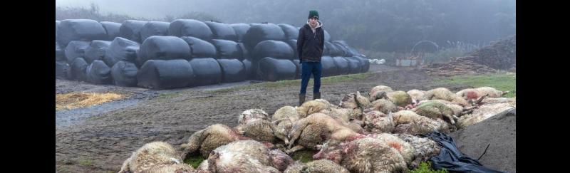 Moneygall sheep 'massacre': Appeal to track down dogs that slaughtered 50 animals