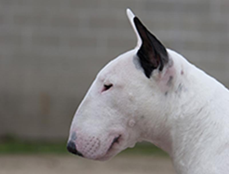 Nenagh court hears garda lured roaming English bull terrier off street using fast food