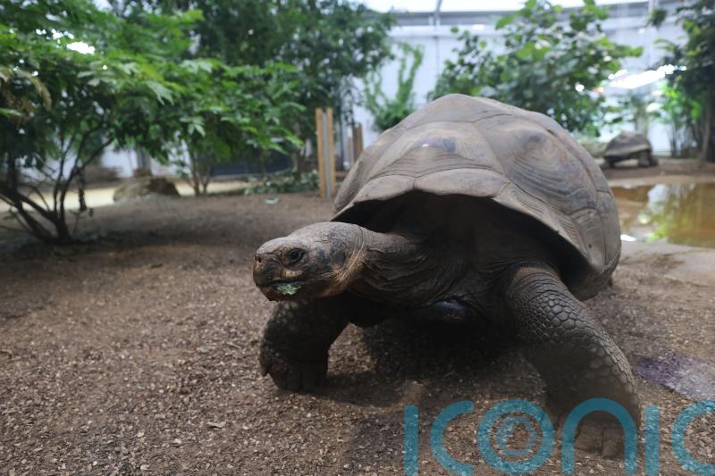 REVEALED: How tortoises slow down ageing process