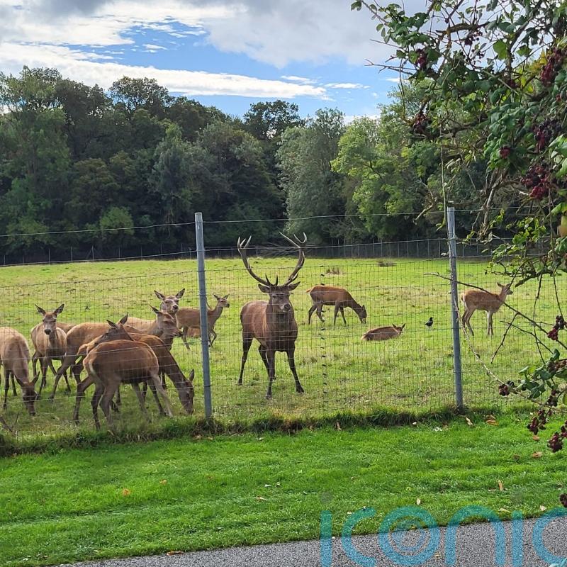 Anger over ‘callous killing’ of stag which was found beheaded