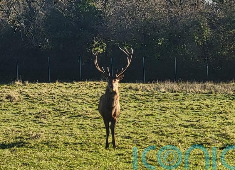 Irish police issue appeal following decapitation of stag in Co Dublin