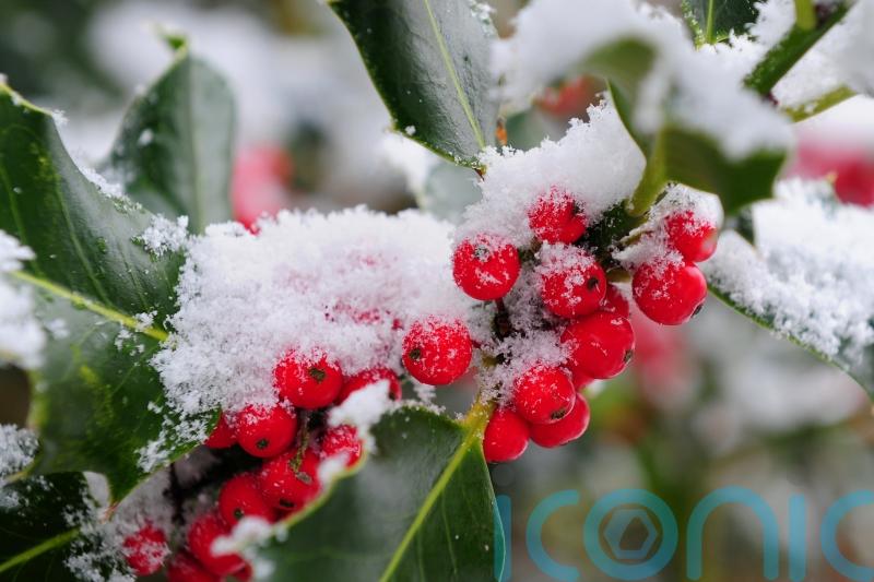 Parents warned to keep medicines, berries and reed diffusers away from children